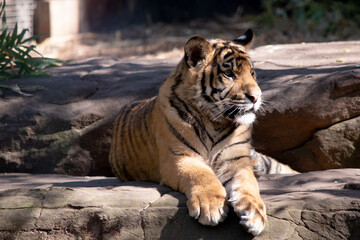Young tigers have all their stripes and markings. They are learning to be powerful hunters while playing