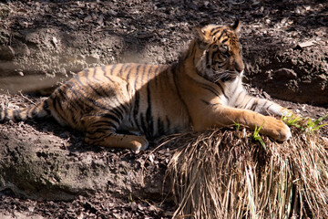 Young tigers have all their stripes and markings. They are learning to be powerful hunters while playing