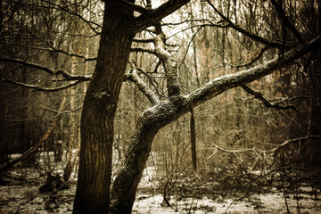 Winter forest in the park on a cloudy day