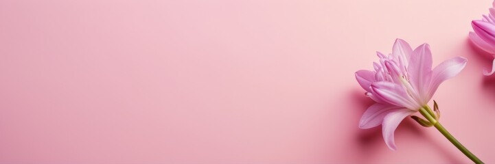 Fototapeta premium Nowruz – Persian Spring Minimalism with hyacinth pattern