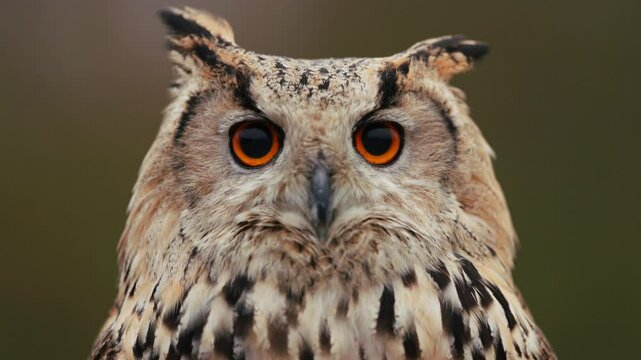 Majestic Siberian Eagle Owl face portrait with orange eyes and mottled plumage
