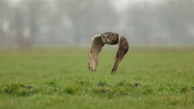 Eurasian eagle-owl Oehoe takes off from meadow flying gracefully in slow motion