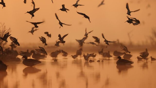 Flocks of birds landing in shallow river of Haastrecht, morning golden hour