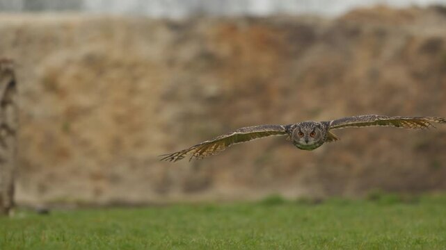 Frontal view of Eurasian eagle-owl flying in landing in grassy meadow, slomo