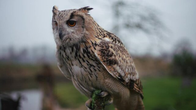 Ear tufts, mottled plumage and large orange eyes of Siberian Eagle-Owl, closeup