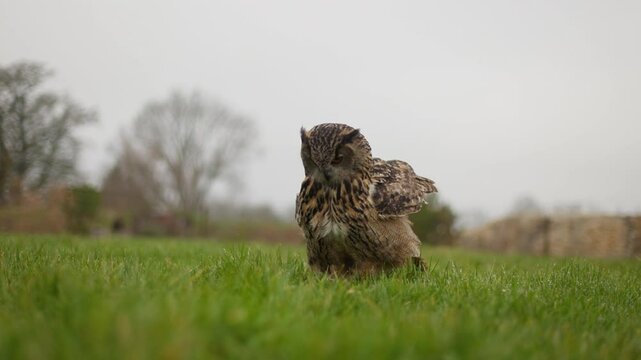 Eurasian Eagle Owl with spread out wingspan lands in lush meadow, slomo tracking