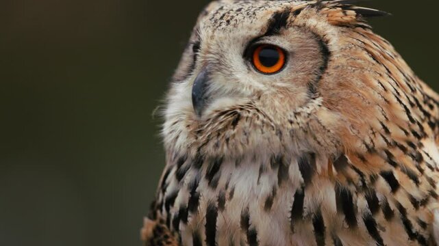 Siberian Eagle Owl slowly turning its head with piercing eyes. Telephoto slomo