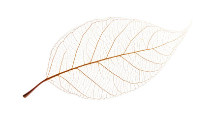 Detailed transparent leaf veins isolated on white background