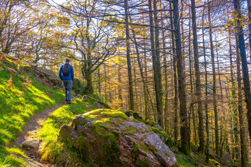 A young man in the forest on his way to the top of Mount Adarra in Urnieta, near San Sebastian....