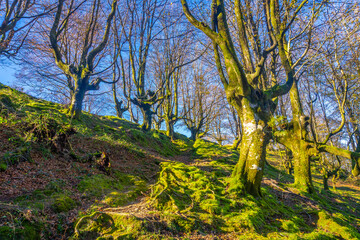 A green beech forest on the top of Mount Adarra in Urnieta. Gipuzkoa, Basque Country