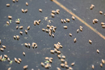 Ephydridae or shore flies. This is a family of insects in the order Diptera. It is tiny flies that can be found near seashores or at smaller inland waters, such as ponds. Brine fly.