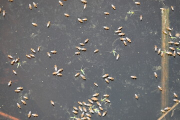 Ephydridae or shore flies. This is a family of insects in the order Diptera. It is tiny flies...
