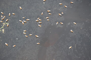 Ephydridae or shore flies. This is a family of insects in the order Diptera. It is tiny flies...