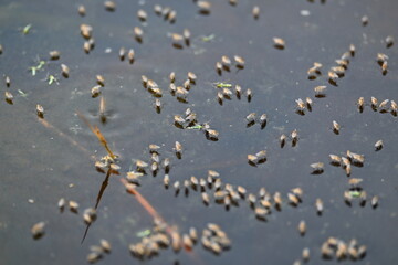 Ephydridae or shore flies. This is a family of insects in the order Diptera. It is tiny flies...