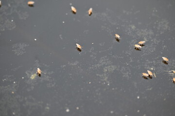 Ephydridae or shore flies. This is a family of insects in the order Diptera. It is tiny flies...