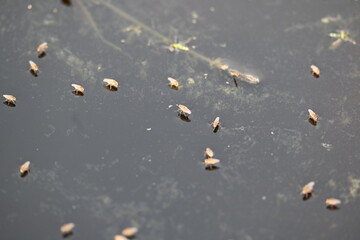 Ephydridae or shore flies. This is a family of insects in the order Diptera. It is tiny flies...