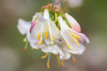 Fototapeta premium fragrant honeysuckle, lonicera fragrantissima