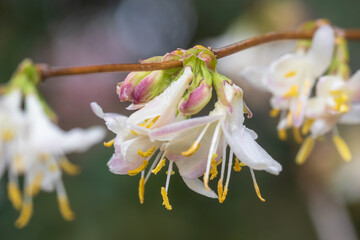 fragrant honeysuckle, lonicera fragrantissima
