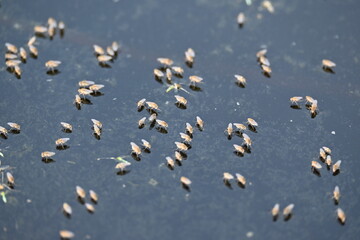 Ephydridae or shore flies. This is a family of insects in the order Diptera. It is tiny flies...