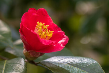 camellia
