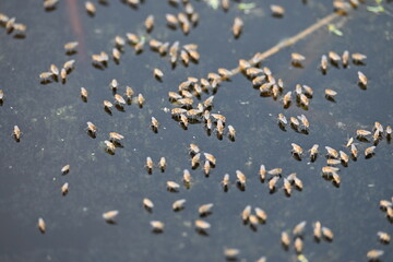 Ephydridae or shore flies. This is a family of insects in the order Diptera. It is tiny flies...