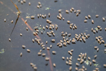 Ephydridae or shore flies. This is a family of insects in the order Diptera. It is tiny flies that can be found near seashores or at smaller inland waters, such as ponds. Brine fly.