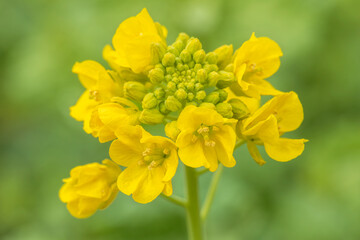 canola flower