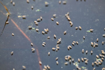Ephydridae or shore flies. This is a family of insects in the order Diptera. It is tiny flies that can be found near seashores or at smaller inland waters, such as ponds. Brine fly.