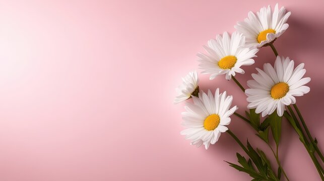 Five elegant white daisies positioned on a soft pink surface, capturing a serene and delightful moment synonymous with beauty and nature's simple joys.