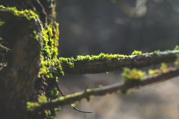wet moss on old tree