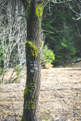 hiking sign on the tree in the park