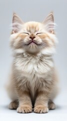 Adorable kitten with its eyes closed in a peaceful pose captured in a realistic style isolated on a clean white background