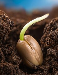 Small seedling emerging from soil with delicate green shoot during plant growth in a garden setting