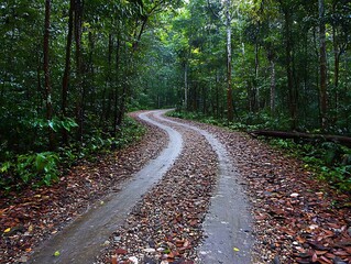 Fototapeta premium Rain-soaked forest road curves