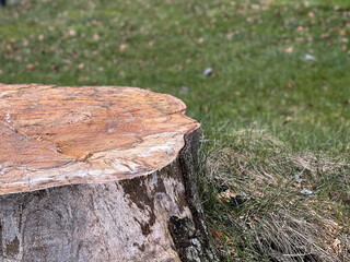 A large fresh sawn off tree stump in the garden