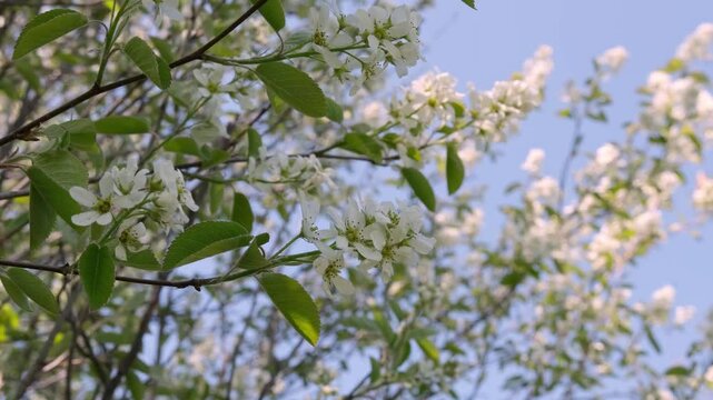 Blooming branches of irga in a spring garden against a blue sky.
