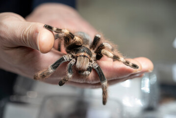 Man holding Nhandu coloratovillosus also known as the Brazilian black and white tarantula, is a species of tarantula..
