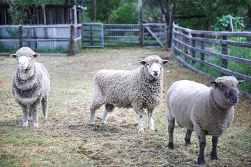 sheep and lambs