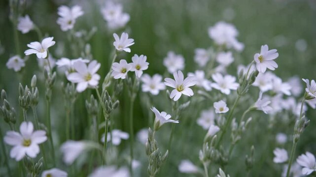 Close-up of white Cerastium Tomentosum blooms.