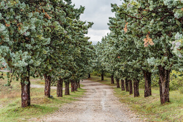 Naklejka premium A road with trees on both sides in Italy Umbria