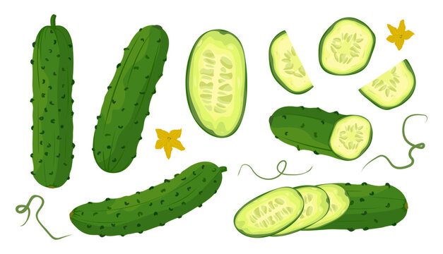 Large set of fresh green cucumber Whole and sliced cucumber, slices and halves. Vector illustration of healthy food, farm vegetables on white background.