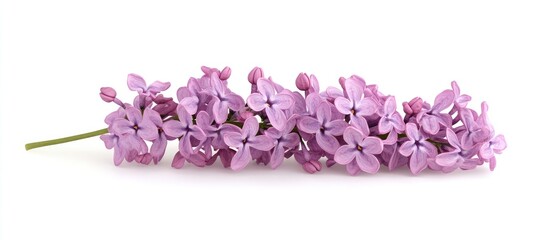 Fototapeta premium Gentle lilac flowers arranged horizontally on a clean white background with negative space for text showcasing a serene and tranquil feel