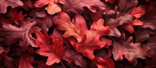 Vibrant autumn oak leaves in rich shades of red and burgundy scattered on a dark background creating a warm seasonal atmosphere.