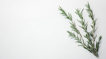 The rosemary twig is isolated on a white background, highlighting its natural texture.
