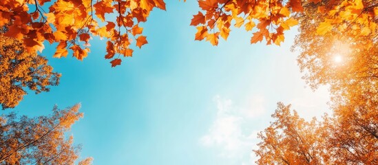 Vibrant autumn maple tree crowns in warm orange tones against a bright blue sky framed on top with soft focus and sunlight filtering through leaves
