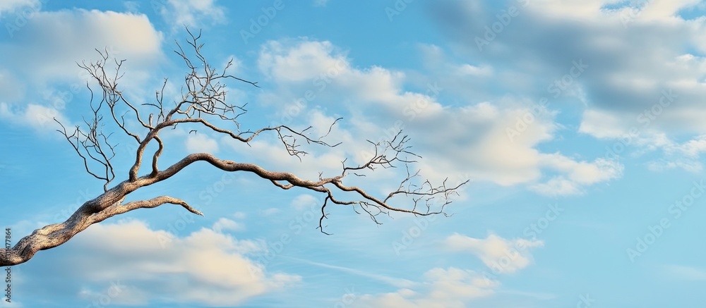Aufkleber Bare tree branch on the right against a bright blue sky with fluffy white clouds creating a serene nature scene, emphasizing tranquility and solitude.
