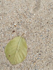 leaf on the sand