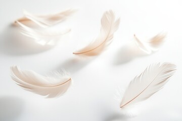 Soft feathers drift gracefully against a serene white backdrop creating a dreamlike atmosphere in a tranquil setting