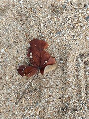 Picture of brown leaves on the ground