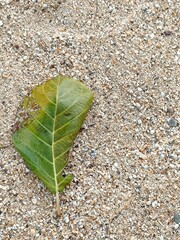 Picture of green leaves on the ground